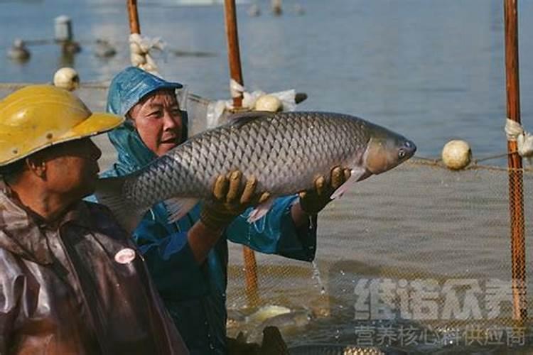 怎么养殖草鱼长得最快