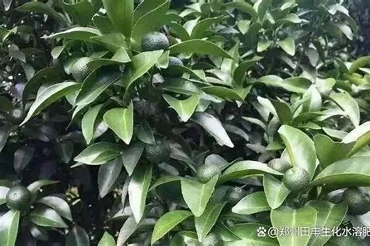 砂塘桔十月喷什么叶面肥比较好？