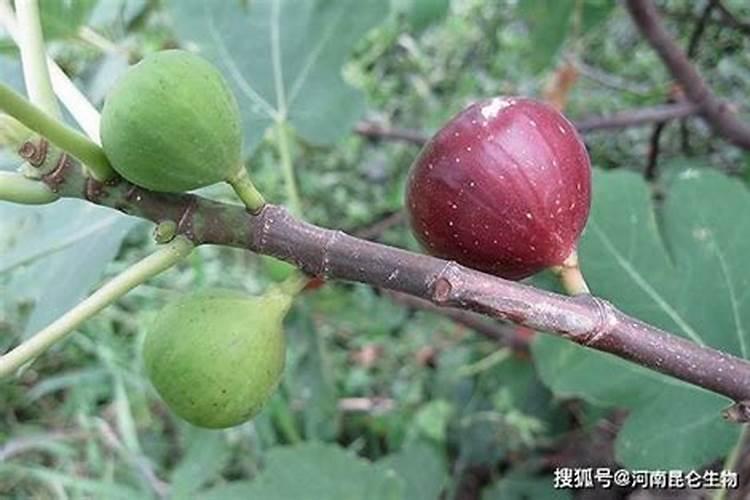 无花果施什么肥无花果怎么施肥
