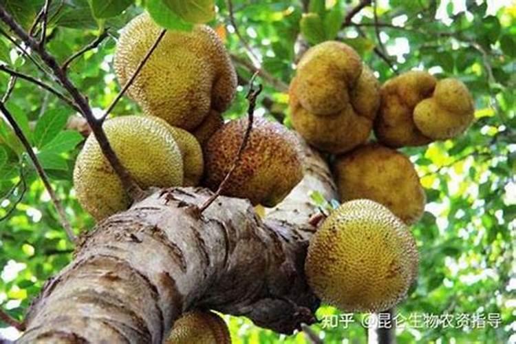 木菠萝用什么膨大素好