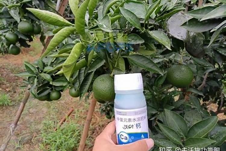 柑橘挂果用什么钙肥比较好？