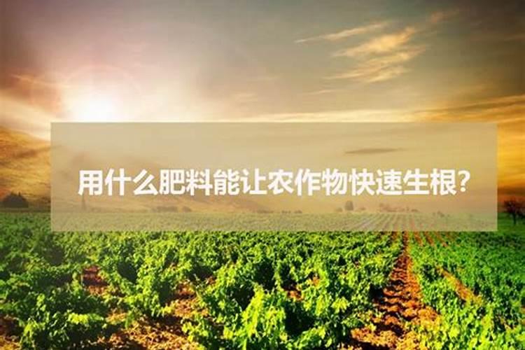 什么肥能让番茄快速生根发芽？