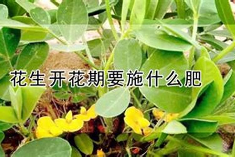 花生开花期施什么肥料