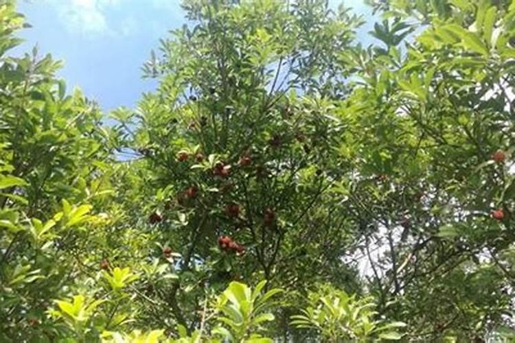 硼肥在杨梅膨果时期能增加种子的饱满度吗,硼肥怎么施效果好