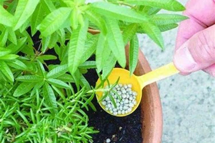 养花的氮肥怎么施加肥料？