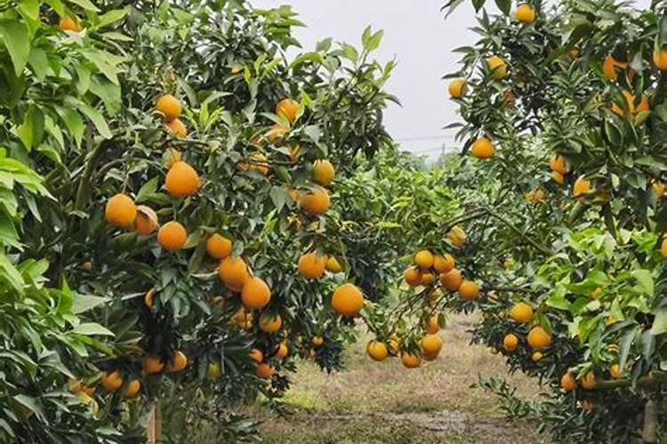 柑橘树什么时候施肥最好