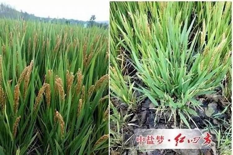种水稻,什么牌子的复合肥好