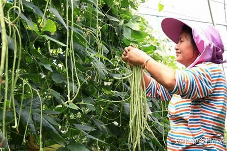 豆角生长期怎么浇水？如何提高豆角的产量？