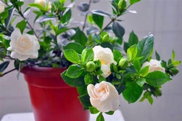 栀子花可以追氮肥吗怎么施肥？