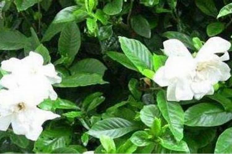 尿素可以用来给栀子花施肥吗