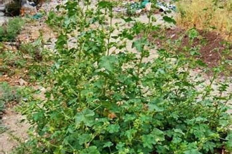 核桃树水肥管理,幼苗期间大量浇水追施肥料