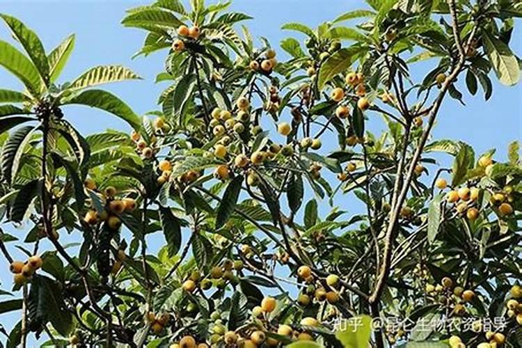 枇杷什么时候打芸苔素比较好？