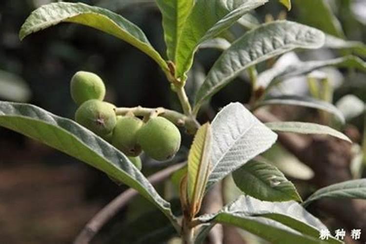 枇杷树保花保果打什么药最好