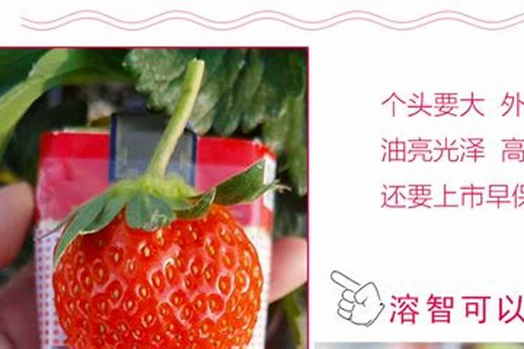 草莓蔬菜瓜果冲施水溶肥可以吗？