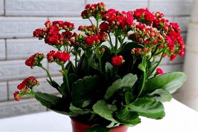 长寿花怎么养护既能促花还能延长花期
