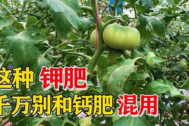 丝瓜能不能用高钾肥料施肥？