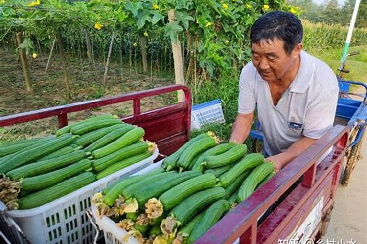 大棚丝瓜能追施高钾复合肥吗？