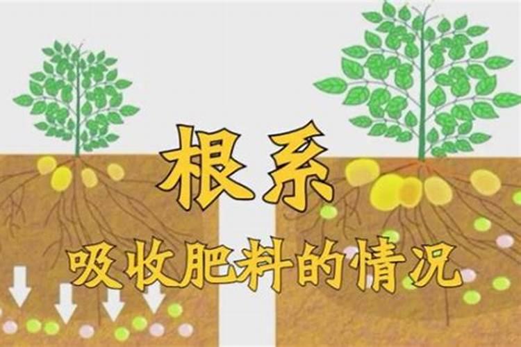 淋水溶肥后多久才会被果树吸收