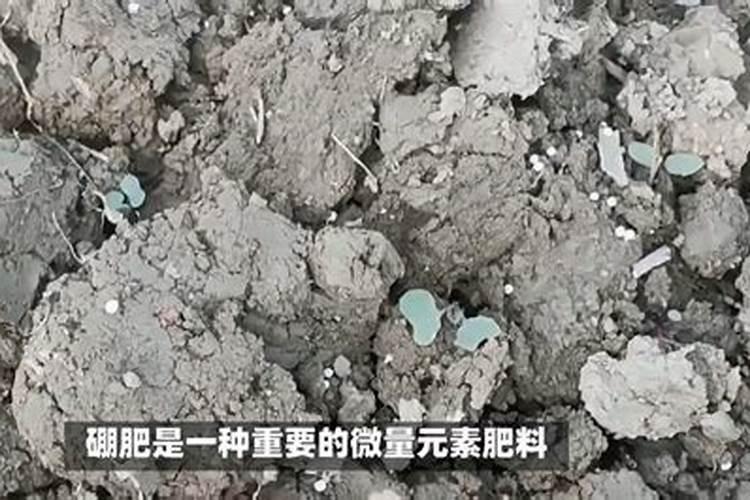 硼肥的正确使用方法