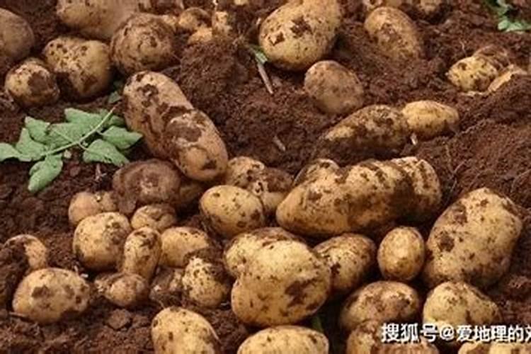 马铃薯施什么氮肥效果好？