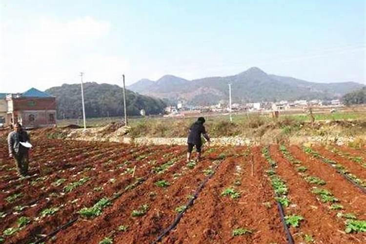 种马铃薯用什么肥料最好
