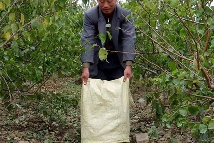 磷肥一棵树施多少斤合适？
