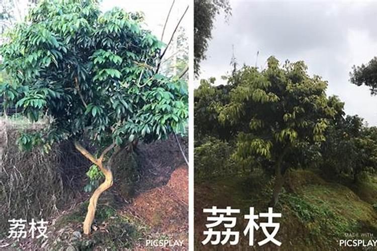 荔枝树为什么发芽后又枯萎