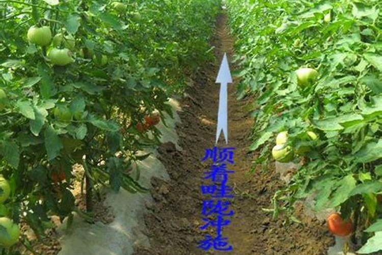 平衡肥能随水冲施吗为什么呢？