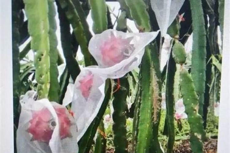 火龙果水溶肥管理技术要点