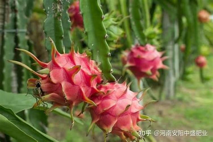 火龙果种植前要施什么肥？
