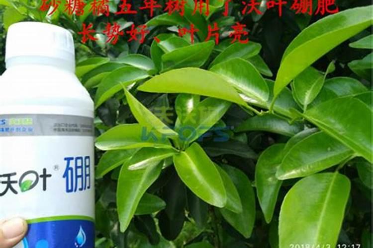 硼肥对花生的作用与功效