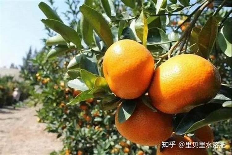 柑橘钙肥怎么施用效果好？