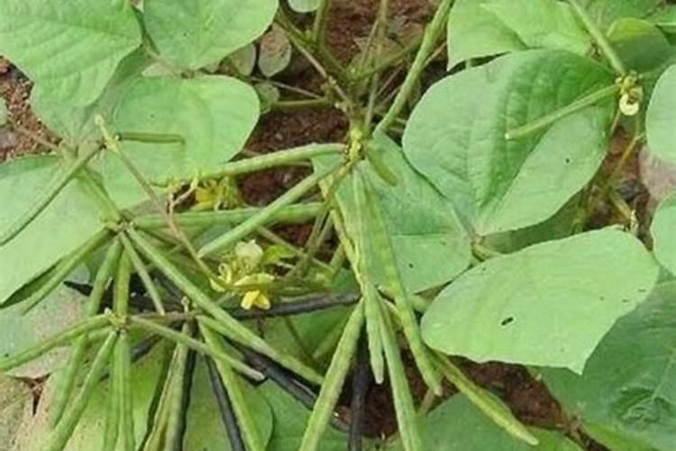 种绿豆用什么肥料好？