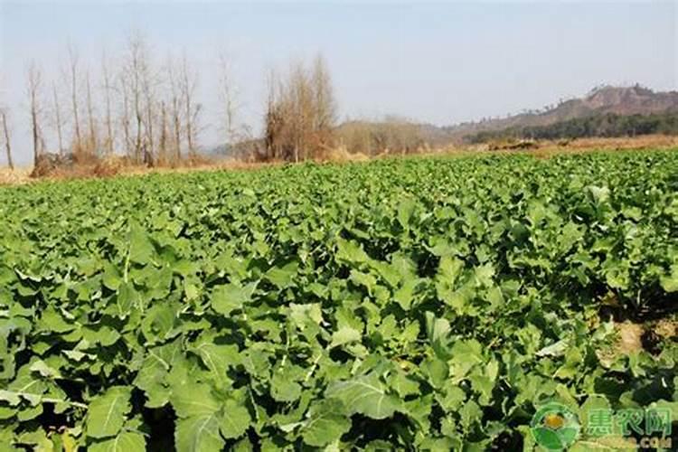 油菜苗期要补钾肥吗为什么要浇水？