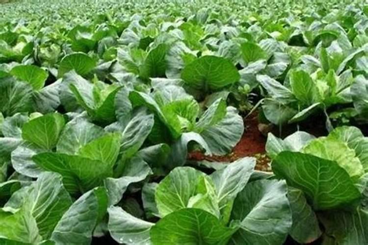 青菜施肥用复合还是尿素
