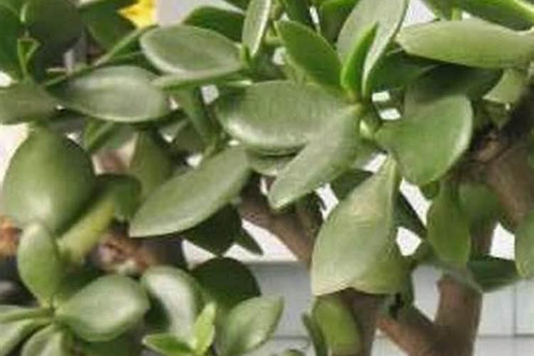 怎么给玉树施氮肥肥料呢？