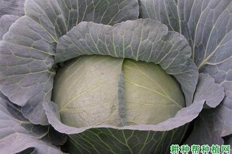 都说种植甘蓝要喷施锌硼微肥,喷施这种肥料的好处有哪些？