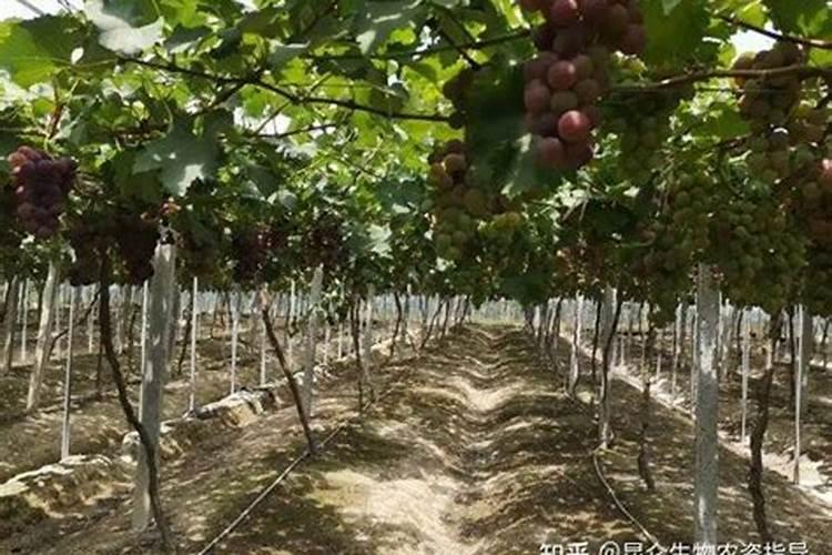 高钾水溶肥能防葡萄裂果吗为什么？