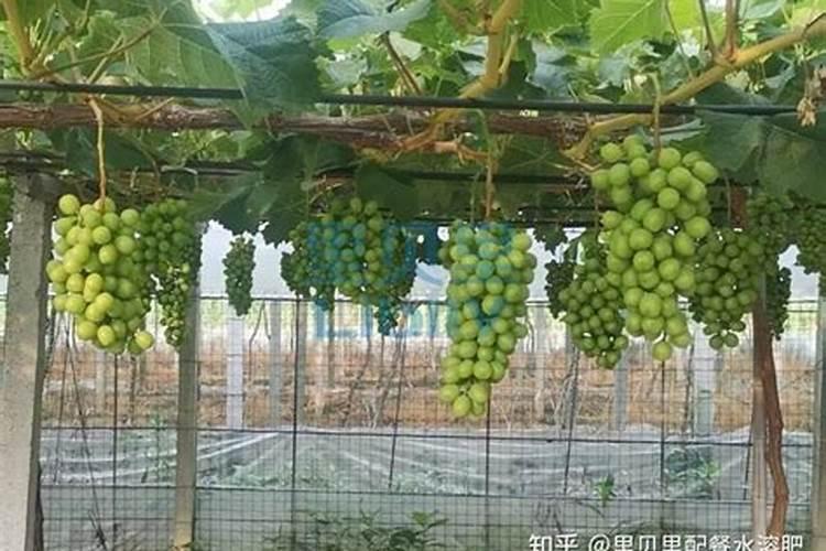 种植葡萄施什么肥料