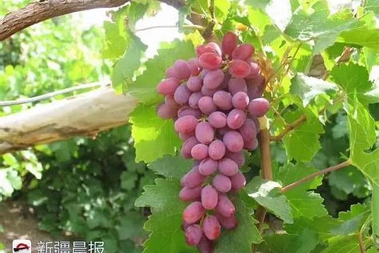 沙尔葡萄爱裂粒吗？