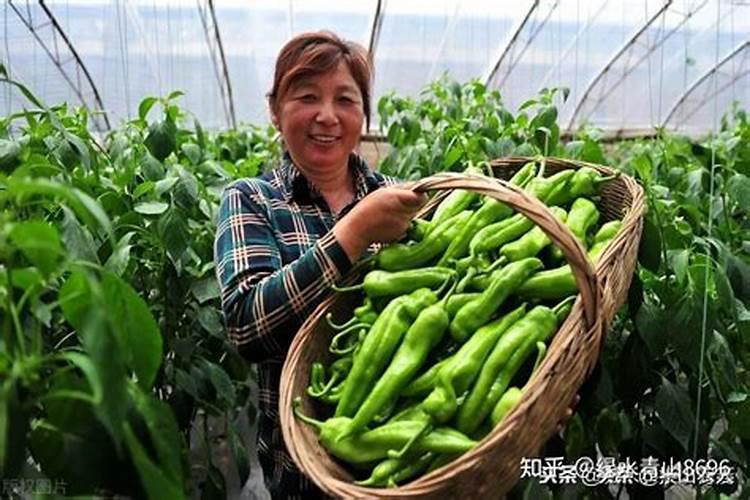 芸苔素使用禁忌有哪些 怎么使用比较好