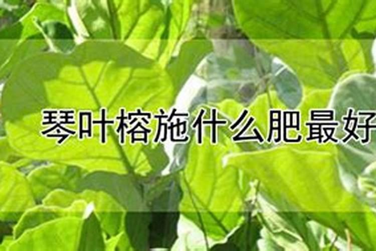 琴叶榕施什么肥最好