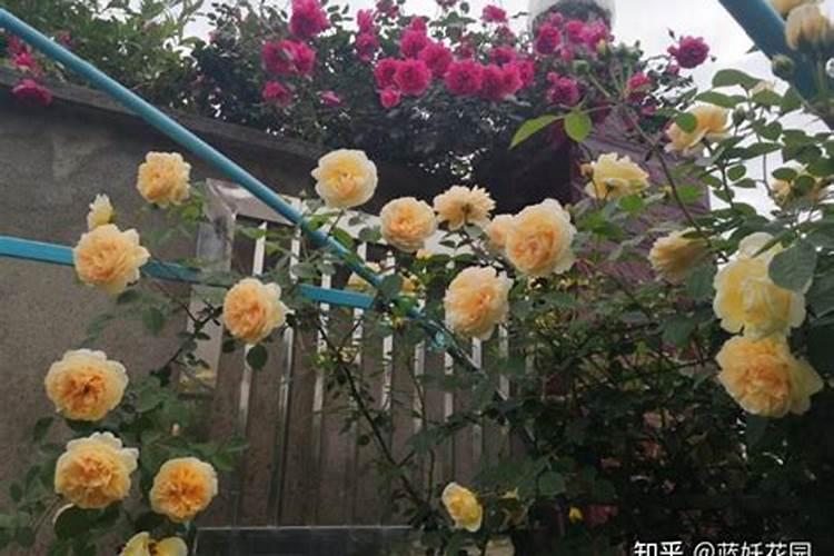 如何给月季花施肥