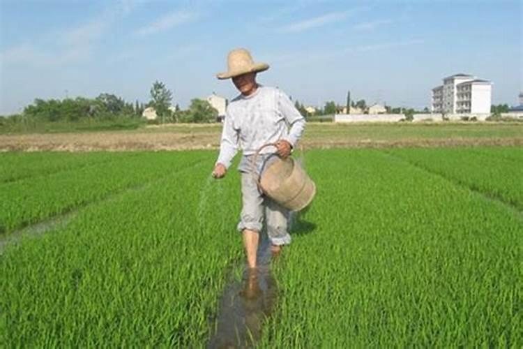 作物种植过程中,磷肥施用过多好不好