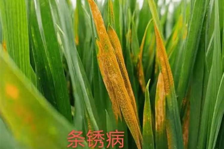 小麦锈病现在治有效吗？