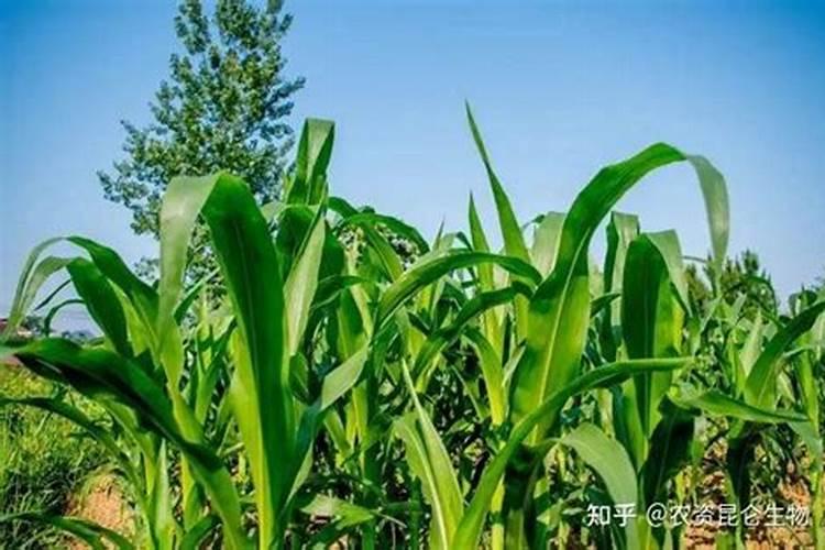 农家肥能做玉米叶面肥吗怎么做？
