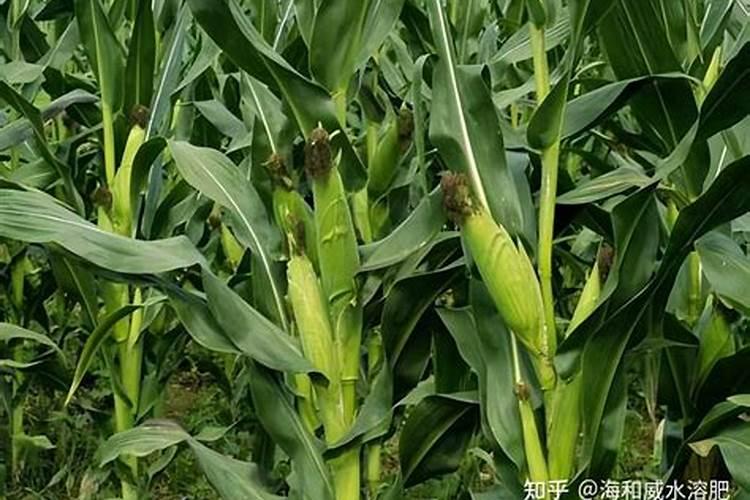 种玉米施肥用什么肥料好