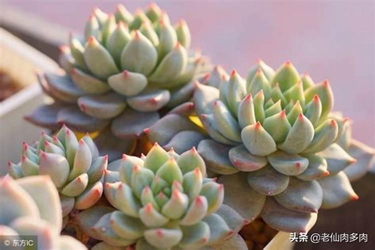 多肉植物施肥方法是什么