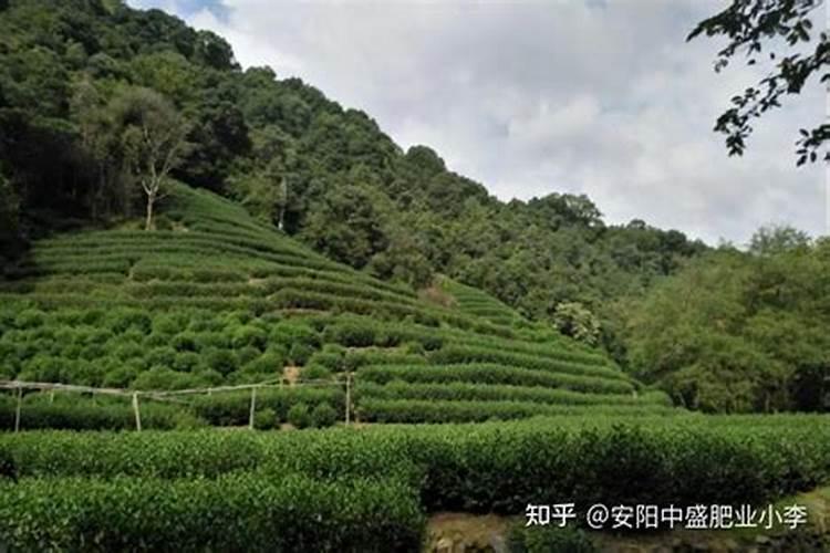 茶叶施肥用什么肥料好 茶叶树种生长分为几个时期