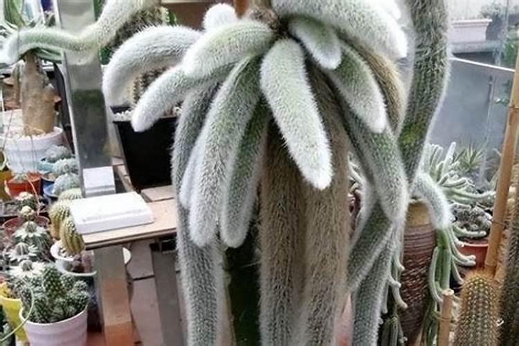 多肉植物九尾狐怎么养